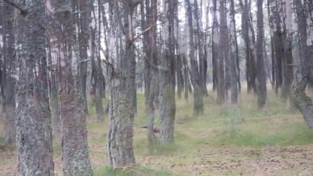 Светлогорск-2013. Часть 2. смотреть онлайн