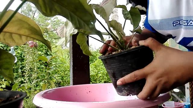เปลี่ยนกระถางให้ Syngonium ( ซิงโกเนียม) #มิ้ว#พิ้งสปอต#ออมชมพู#ออมเงิน