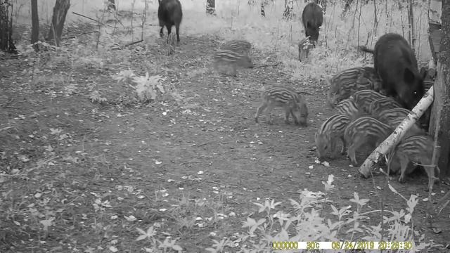 Кабаны зимой и летом смотреть онлайн