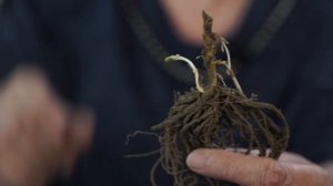 Флоксы – многолетние цветы в саду ? Посадка и уход ? Популярные сорта флоксов