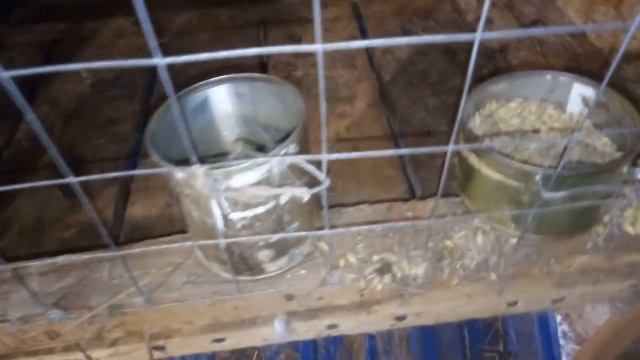 Все о кроликах. смотреть онлайн