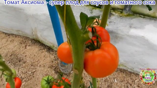 Томат Аксиома - супер плод для соусов и томатного сока смотреть онлайн