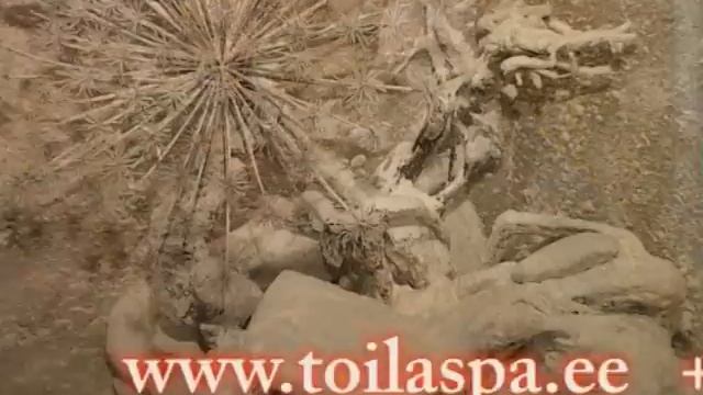 Estonia of Toila MTÜ Ühendus Dobrososedstvo)tel.0037258045104 смотреть онлайн