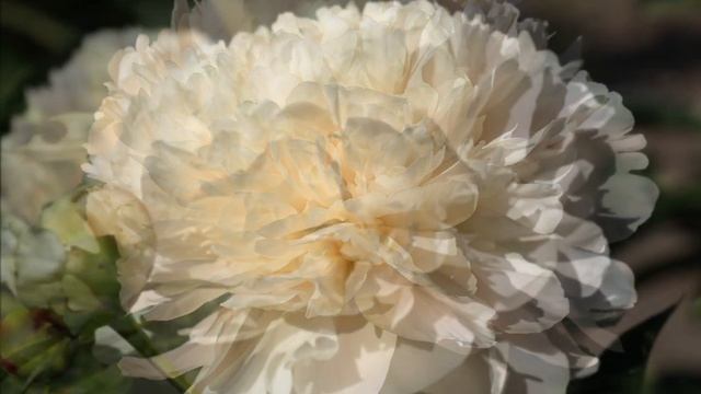 Peony Summer Glow / Пион Саммер Глоу. смотреть онлайн