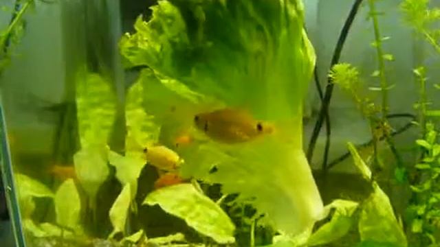 Барбус огненный Barbus conchonius смотреть онлайн