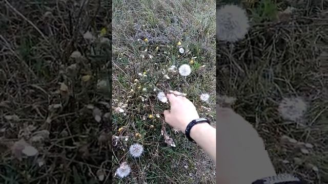 Сонник Одуванчики во снах.mp4 смотреть онлайн