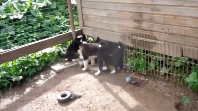 Карельская медвежья собака, щенки 2 мес (For sale! Puppies Karelian bear dog!) смотреть онлайн