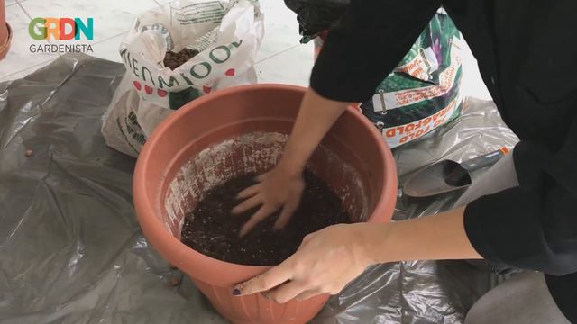 A fikusz szedi a sátorfáját (első rész) - GARDENISTA.HU смотреть онлайн