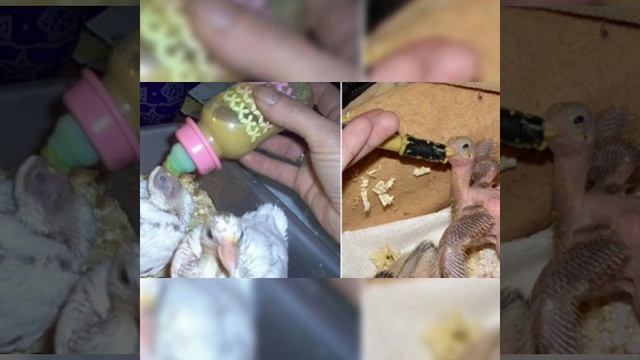 Чем кормить маленьких голубиных птенчиков смотреть онлайн