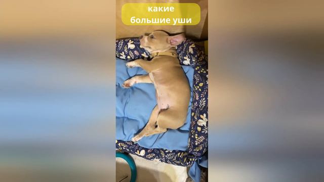 Джесси в релаксе / Jessie - relax смотреть онлайн