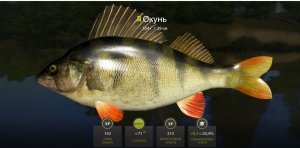 Русская рыбалка 4, Река Вьюнок, ловля окуня на спиннинг, место где клюет окунь