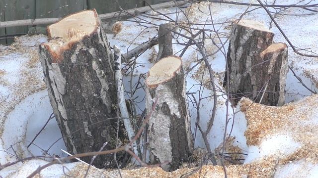 россети .Пни и проблемы.Что оставляют после себя россети смотреть онлайн