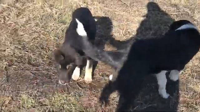 Накормил бездомных животных // чуть не поплатился за это //Нападение агрессивной собаки ? смотреть онлайн