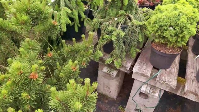 Влог❤Парфюмы.Выбираем елку.Новая краска ? смотреть онлайн