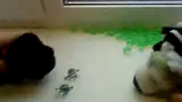 Funny DOGS / Праздник / День Святого валентина смотреть онлайн