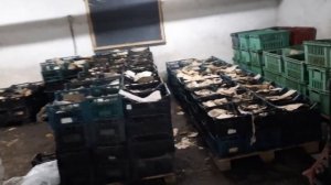 Биогумус производство честное НАСТОЯЩЕГО органического удобрения.