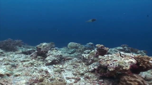 Красота подводного мира 11 смотреть онлайн