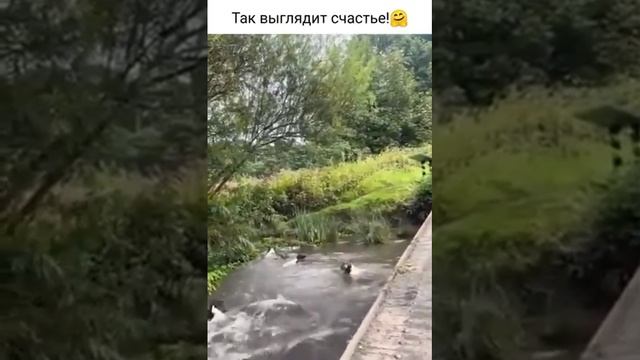 3.Счастливые собачки. (Видео из интернета)#животныймир#собаки смотреть онлайн