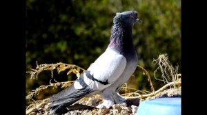 ОКРАСЫ ТУРЕЦКОИ ТАКЛЫ / МАСТИ / PIGEONS / TAUBE