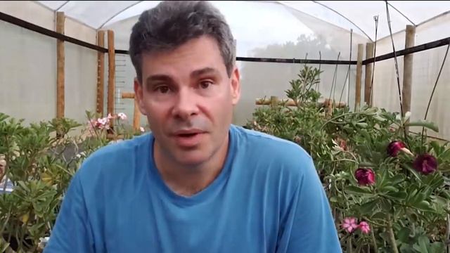 Cochonilha na vagem da Rosa do Deserto: O que fazer смотреть онлайн