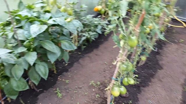 СХЕМА ПОСАДКИ ТОМАТОВ В ТЕПЛИЦЕ, которая помогает получить, как можно больше урожая смотреть онлайн