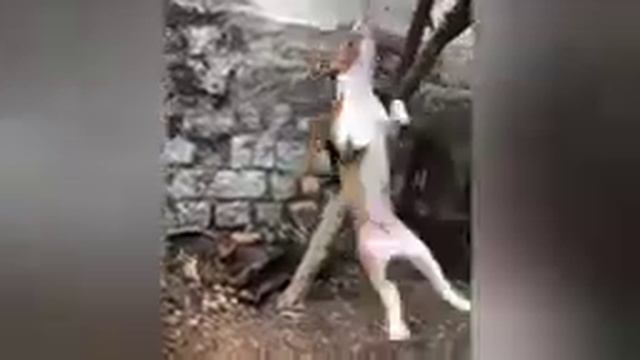 pitbull dog status ☠️⚠️⚡/aggressive pitbull _pitbull blog famous pitbull dog ⚠️☠️⚡ смотреть онлайн