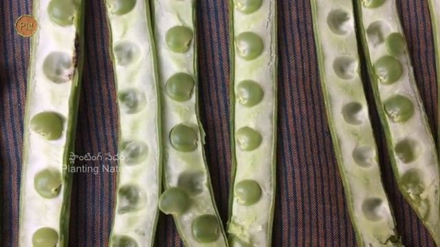 Guar/ Cluster Bean/ Gwar Bean Full Info. Benefits Of Clusterbeans