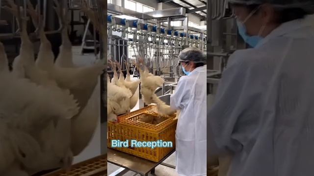 Hang the Chicken with Heavy Duty Shackle смотреть онлайн