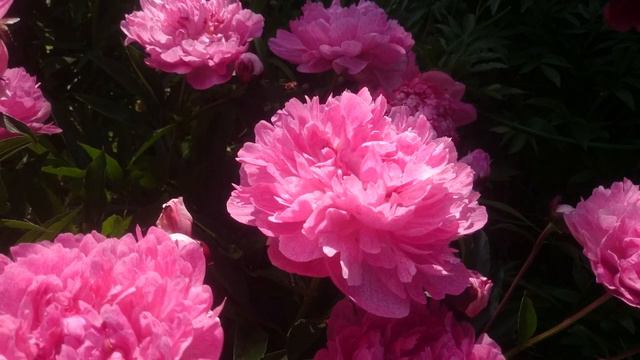 Paeonia Pietertje Vriend Wagenaar