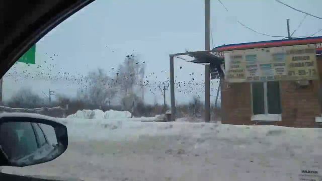 Больше и ещё больше птиц смотреть онлайн