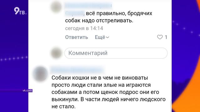 Как решить проблему бездомных животных смотреть онлайн