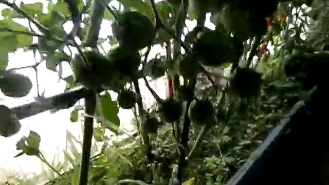 Томаты черри от партнёра удались . смотреть онлайн