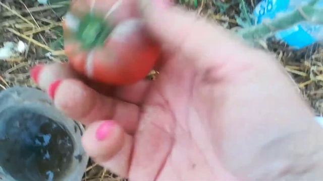 Томат Черная тайна Марсии. смотреть онлайн
