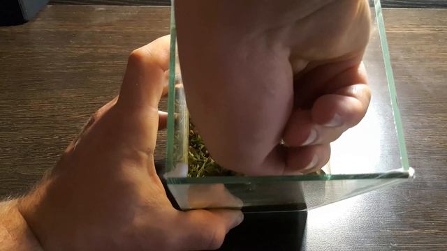 САНИТАРНЫЙ ГЕРМЕТИК В АКВАРИУМЕ. ИТОГИ ЭКСПЕРИМЕНТА смотреть онлайн