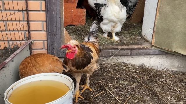 Где беру Чубатых кур Изменения в курятнике смотреть онлайн