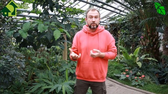 ПУХ и ПЕРЬЯ, РОГА и КОПЫТА. Как правильно использовать эти азотные удобрения из старой подушки. смотреть онлайн