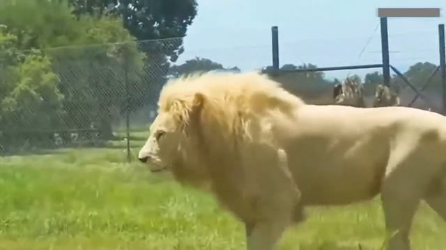 Самые большие животные в мире / рекордсмены по размеру смотреть онлайн