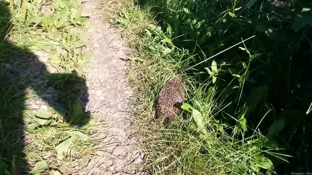 Напоил раненого ежа молоком ?? смотреть онлайн