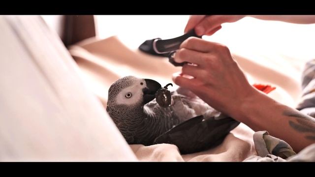 ПОДПИЛИВАНИЕ КОГТЕЙ У ПОПУГАЯ ЖАКО ?An interesting video about the parrot Jaco смотреть онлайн