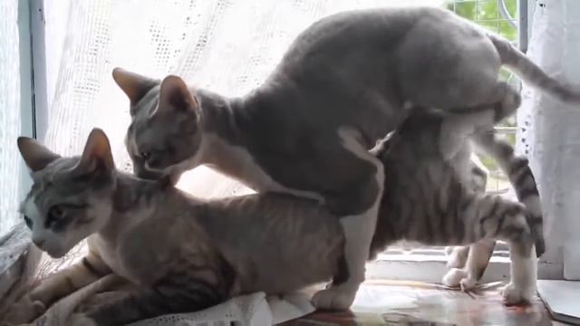 CATS Mating Breeding Travel and golden business around Mat new 2016 смотреть онлайн