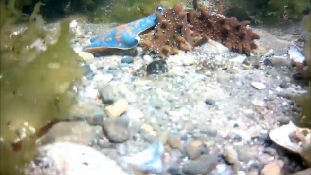 Морские Иглокожие Хищники ЗВЕЗДА НАПАЛА НА ТРЕПАНГА