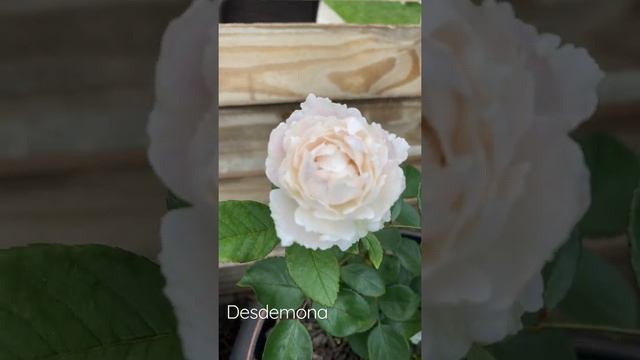 David Austin Garden Desdemona Rose смотреть онлайн