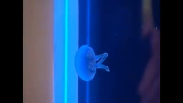 Cubic Pulse 80 on Channel 4 Weekend Kitchen with Waitrose смотреть онлайн