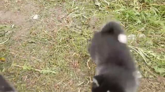 Хасята на продажу Тульская обасть смотреть онлайн