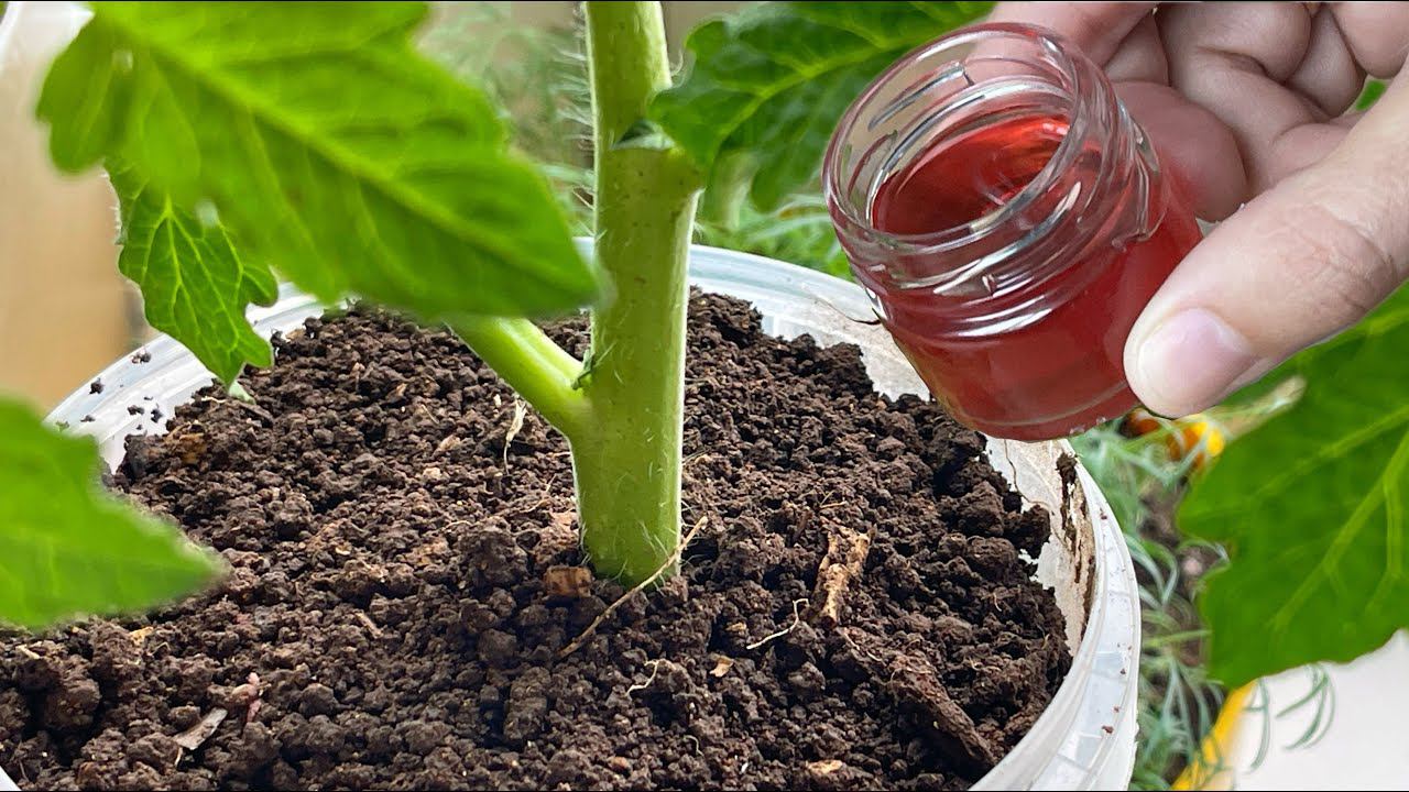 1 капля под корень, РАССАДА из СЛАБОЙ в ЖИРНУЮ за 2 дня, удивительный результат! смотреть онлайн