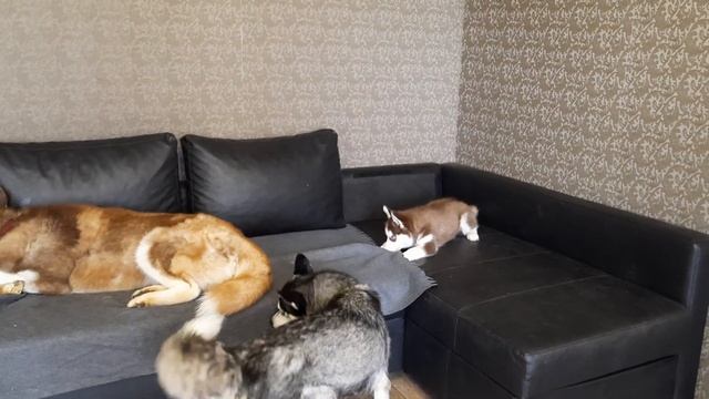 Щенок Хаски ПЕРВАЯ КОМАНДА || ДРЕССИРОВКА ЩЕНКА