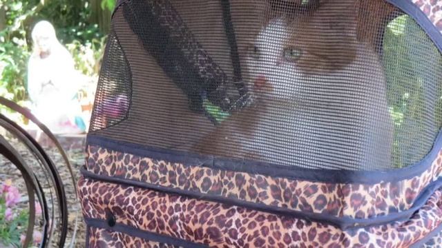 VC0003 EVERYBODY WANTS TO TANGO Gmaj 180bpm G Mix 3 FULL ma смотреть онлайн