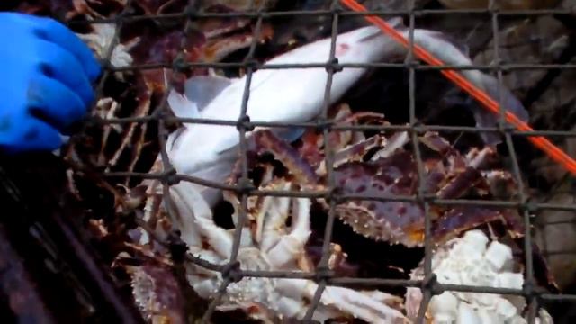 Amazing Smart Crab Meat Processing Machines Factory vs How to Primitive Technology Harvesting смотреть онлайн
