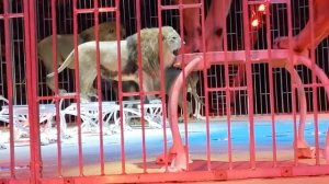 Большой московский цирк. Новое представление - КороЛЕВство. ЛЬВЫ Владислава Гончарова