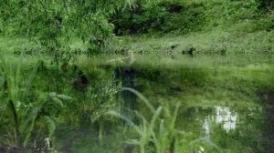 В. Коровицын - «Русалочка». исполняет Валентина Бойко.